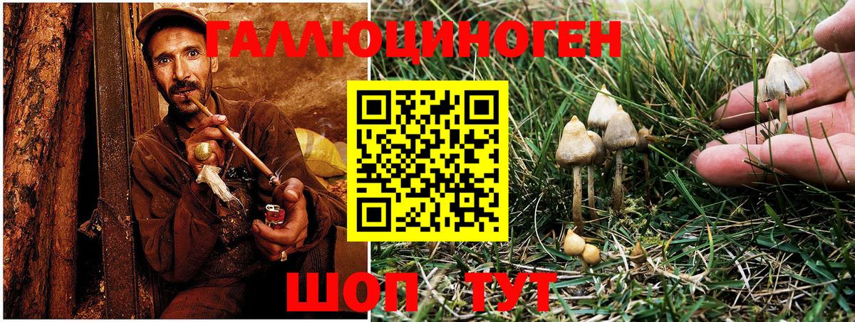 Галлюциногенные грибы Psilocybine cubensis Каспийск